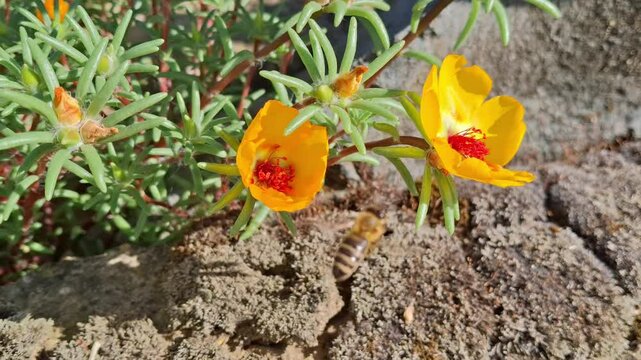 A bee flies on the yellow Moss Rose flower. Portulaca grandiflora. 4K Video