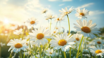 The landscape of white daisy blooms in a field 