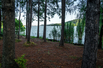 Tranquil Lakeside Retreat Surrounded by Lush Pine Trees