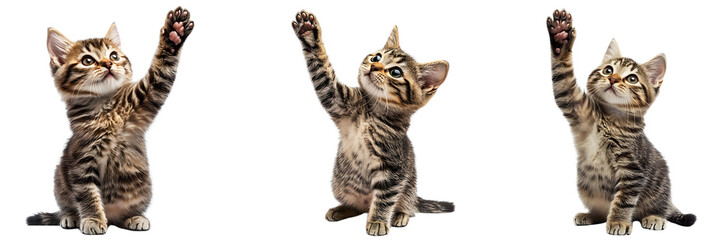 Obraz premium Set of cat giving high five isolated on white or transparent background