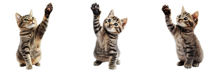 Set of cat giving high five isolated on white or transparent background