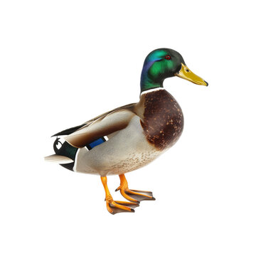 recommend clip art: Mallard Duck Standing on White Background