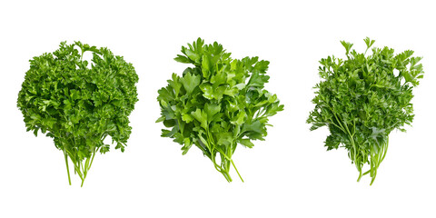 Fototapeta premium Fresh green parsley sprigs isolated transparent background