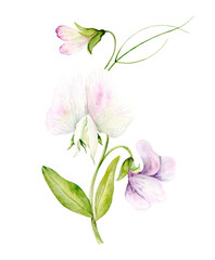 Hand drawn watercolor illustration of fragrant pea flowers in pastel colors. Suitable for card designs, textiles and scrapbooking.