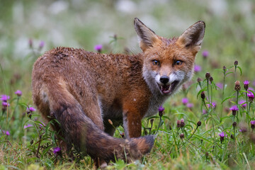 Wet Red Fox (Vulpes vulpes) in a meadow thick with flowers shortly after a heavy rainstorm