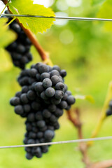 Violet grapes on a bush in a row, close shot, Poland