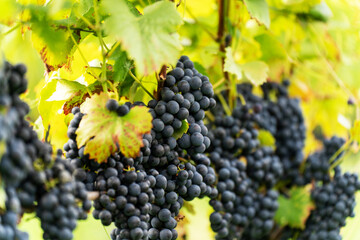 Violet grapes on a bush in a row, close shot, Poland