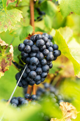 Violet grapes on a bush in a row, close shot, Poland