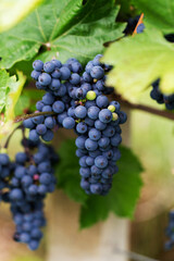 Violet grapes on a bush in a row, close shot, Poland