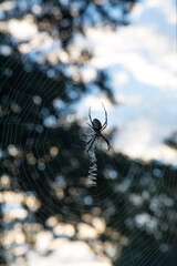 Orb Weaver spider in web
