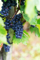 Violet grapes on a bush in a row, close shot, Poland