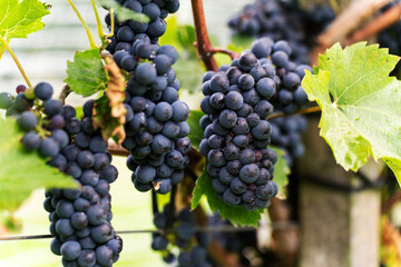 Violet grapes on a bush in a row, close shot, Poland
