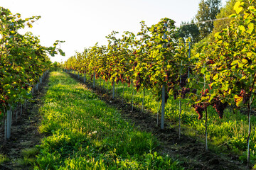 Grape bushes in the vineyard