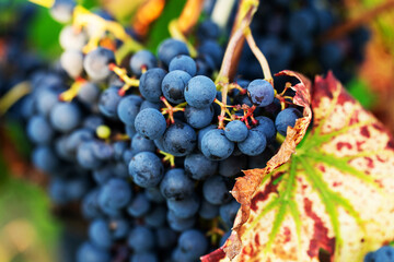 Violet grapes on a bush in a row, close shot, Poland