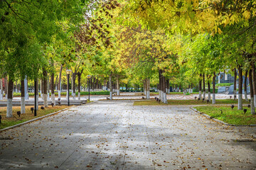 Tranquil Tree-Lined Park Pathway in Autumn