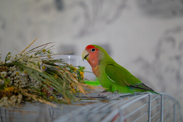 Cute lovebird parrot.pet african parrot.caring for animals.cute video.Funny parrots.Home pet parrot.The best birds.Beautiful photo of a bird.Ornithology.caring for the animal.bird pet.funny photo.  © Daria