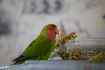 Cute lovebird parrot.pet african parrot.caring for animals.cute video.Funny parrots.Home pet parrot.The best birds.Beautiful photo of a bird.Ornithology.caring for the animal.bird pet.funny photo.
