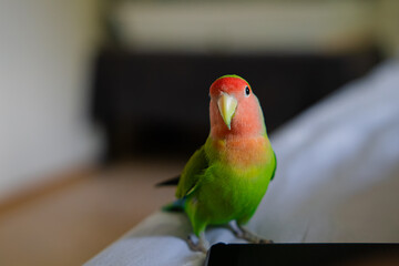 Cute lovebird parrot.pet african parrot.caring for animals.cute video.Funny parrots.Home pet parrot.The best birds.Beautiful photo of a bird.Ornithology.caring for the animal.bird pet.funny photo.  © Daria