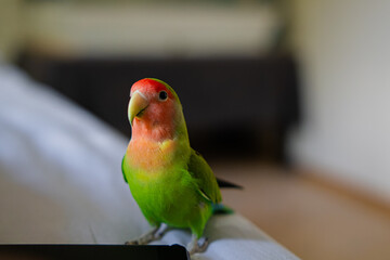 Cute lovebird parrot.pet african parrot.caring for animals.cute video.Funny parrots.Home pet parrot.The best birds.Beautiful photo of a bird.Ornithology.caring for the animal.bird pet.funny photo.
