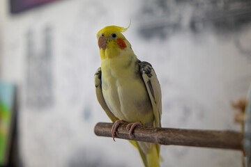 Cockatiel parrots.Funny parrots.Cockatiel pets.Bird with a crest.Cute animal.Funny...