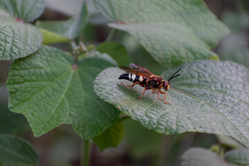 Eastern Cicada Killer Wasp on a green leaf