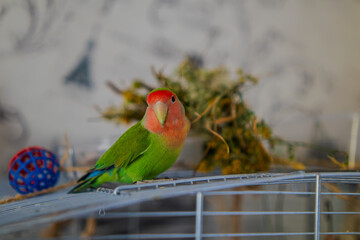 Cute lovebird parrot.pet african parrot.caring for animals.cute video.Funny parrots.Home pet parrot.The best birds.Beautiful photo of a bird.Ornithology.caring for the animal.bird pet.funny photo.  © Daria