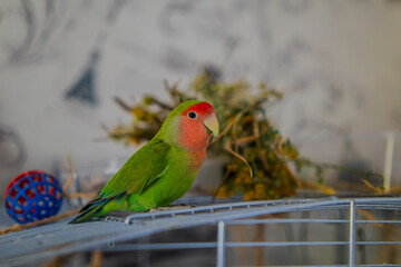 Cute lovebird parrot.pet african parrot.caring for animals.cute video.Funny parrots.Home pet parrot.The best birds.Beautiful photo of a bird.Ornithology.caring for the animal.bird pet.funny photo.
