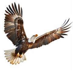 Bald eagle in flight with wings spread