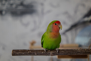 Cute lovebird parrot.pet african parrot.caring for animals.cute video.Funny parrots.Home pet parrot.The best birds.Beautiful photo of a bird.Ornithology.caring for the animal.bird pet.funny photo.
