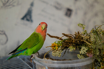 Cute lovebird parrot.pet african parrot.caring for animals.cute video.Funny parrots.Home pet parrot.The best birds.Beautiful photo of a bird.Ornithology.caring for the animal.bird pet.funny photo.  © Daria