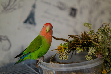 Cute lovebird parrot.pet african parrot.caring for animals.cute video.Funny parrots.Home pet parrot.The best birds.Beautiful photo of a bird.Ornithology.caring for the animal.bird pet.funny photo.  © Daria