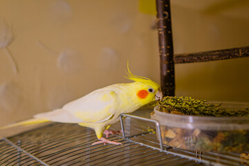 Cockatiel parrots.Funny parrots.Cockatiel pets.Bird with a crest.Cute animal.Funny...