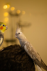 Cockatiel parrots.Funny parrots.Cockatiel pets.Bird with a crest.Cute animal.Funny bird.Cockatiel.Parrots are playing.
Caring for pets.Birds.Animals.Cute cockatiel.Home pet parrot.The best birds.