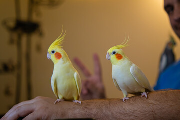 parrot sitting on head.Cute cockatiel.Home pet parrot.The best cockatiel.Beautiful photo of a bird.Ornithology.Funny parrot.Cockatiel parrot.
Home pet yellow bird.Beautiful feathers.Love for animals