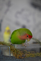 Cute lovebird parrot.pet african parrot.caring for animals.cute video.Funny parrots.Home pet parrot.The best birds.Beautiful photo of a bird.Ornithology.caring for the animal.bird pet.funny photo.
