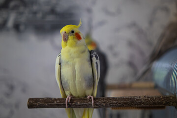 Cockatiel parrots.Funny parrots.Cockatiel pets.Bird with a crest.Cute animal.Funny bird.Cockatiel.Parrots are playing.
Caring for pets.Birds.Animals.Cute cockatiel.Home pet parrot.The best birds.
