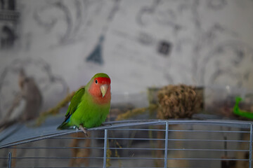 Cute lovebird parrot.pet african parrot.caring for animals.cute video.Funny parrots.Home pet parrot.The best birds.Beautiful photo of a bird.Ornithology.caring for the animal.bird pet.funny photo.  © Daria