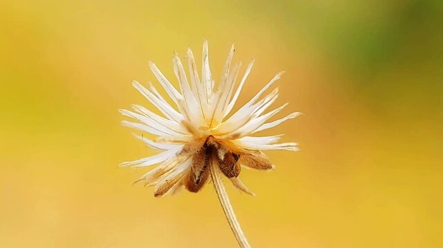 Field of beautiful dried cadillo sisada flowers on nature background