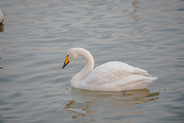swan on the lake