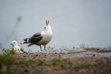 Common Gull (Larus canus) calling by a lakeside