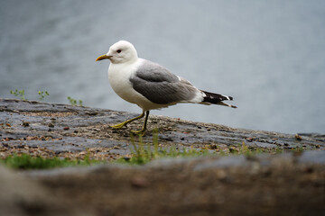 Common Gull (Larus canus) walking by a lakeside