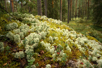 Green forest floor covered with moss and lichen in a woodland