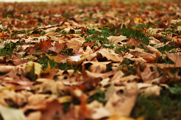 Fallen Maple Leaves on Grass in Autumn with Vibrant Foliage and Nature Cleanup