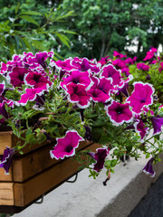 outdoor plant flowering petunia fuchsia in a pot
