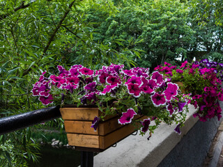 outdoor plant flowering petunia fuchsia in a pot