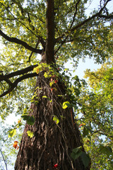 oak tree with green leaves in the forest
