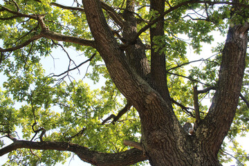 tree in the forest