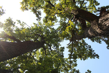 Fototapeta premium oak trees with green leaves in the forest and blue sky