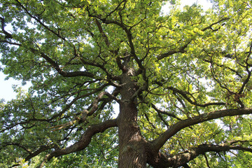 oak tree with green leaves in the forest