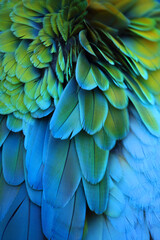 Fototapeta premium Federkleid eines Papagei Closeup of the blue yellow feathers of tropical Macaw parrot
